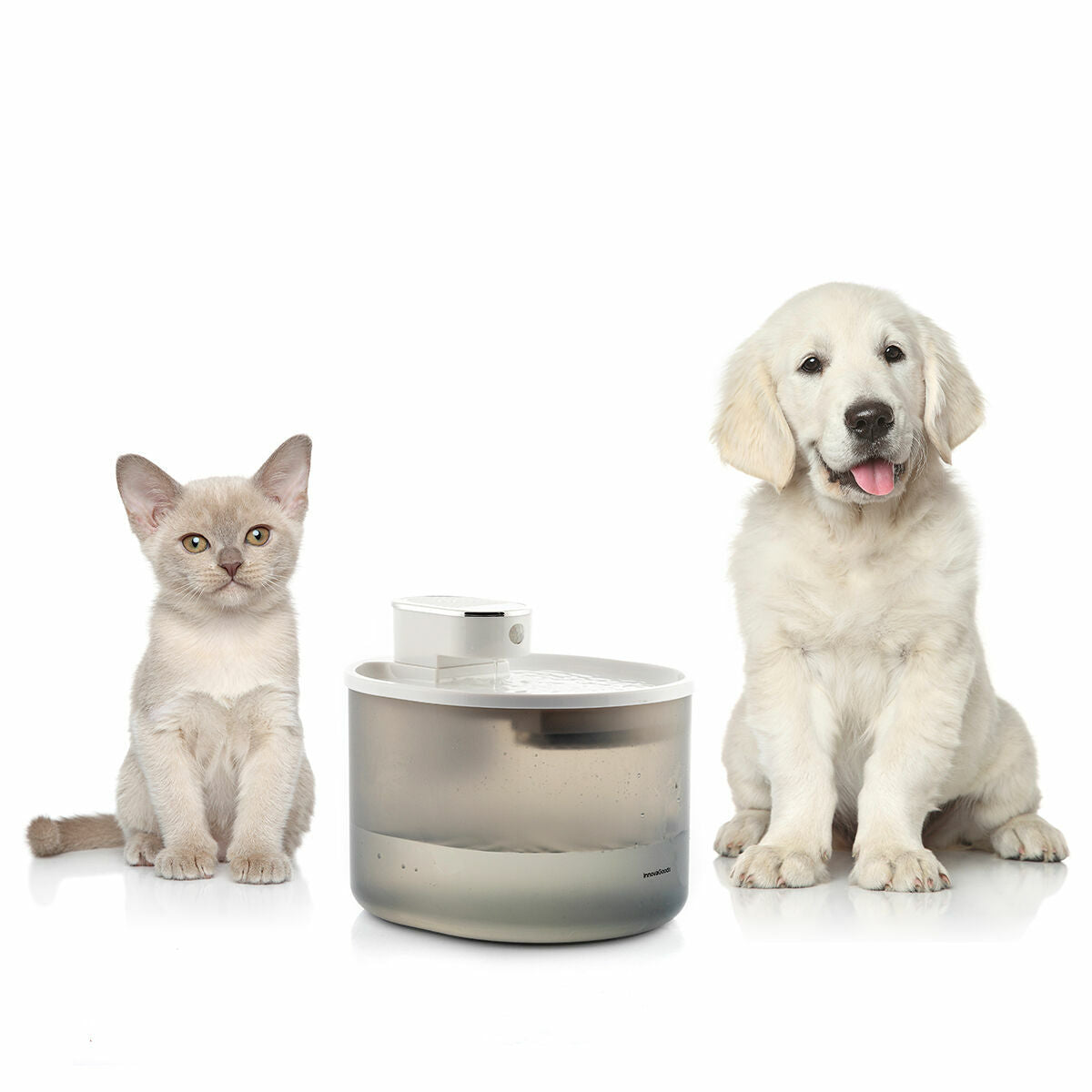 Scopri i migliori accessori per il tuo animale domestico: dagli abbigliamenti alle cucce di lusso e oltre!