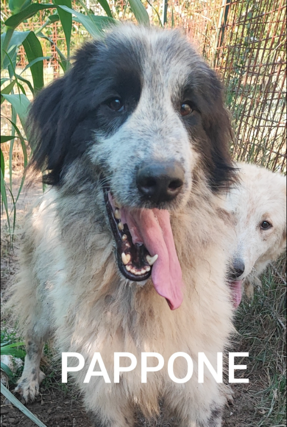 Pappone – Cane di 2 Anni e Mezzo in Adozione a Avellino (Taglia Grande)