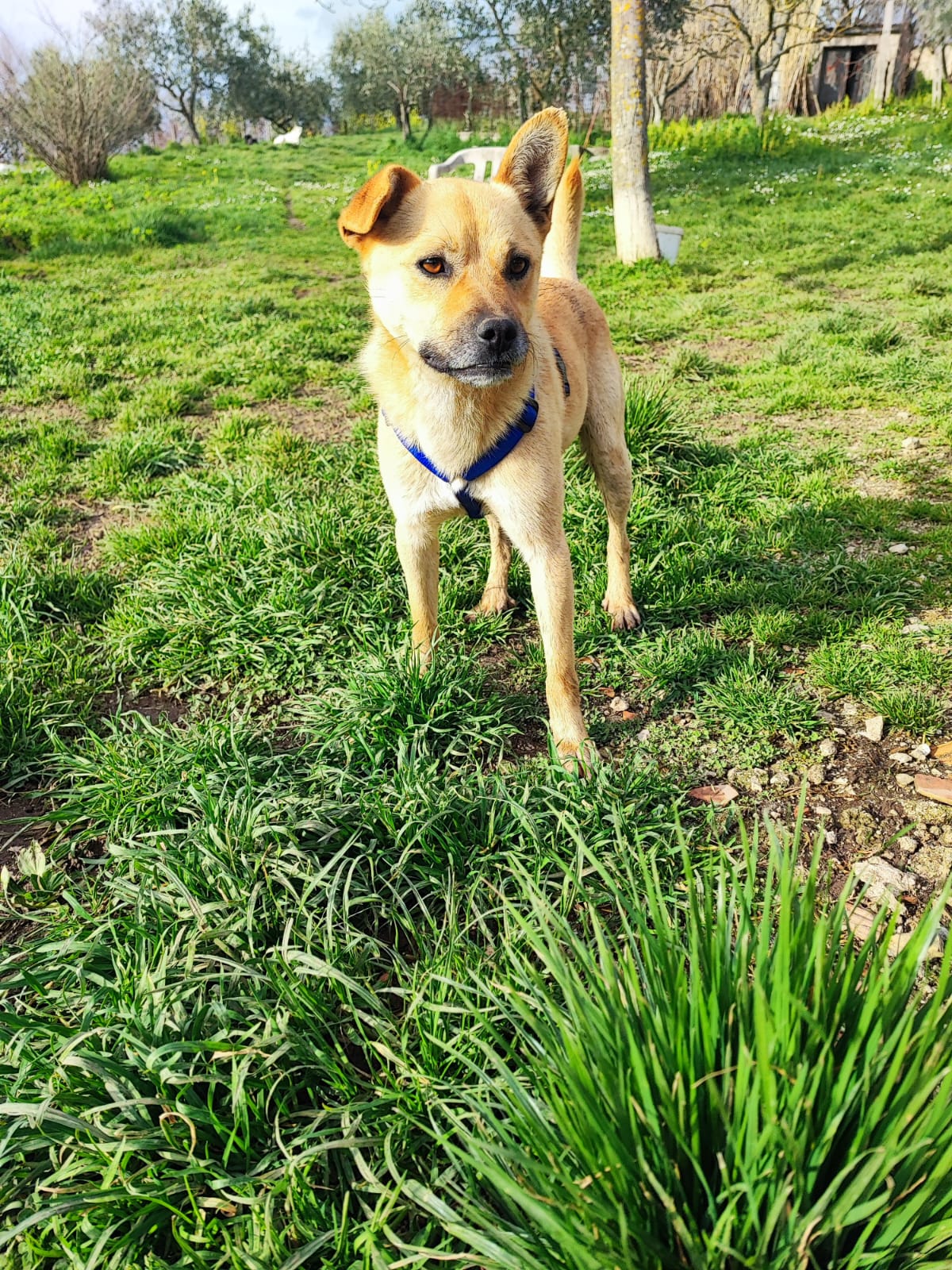 Jack – Cane in Adozione Taglia Media, 2 Anni, Vaccinato e Castrato