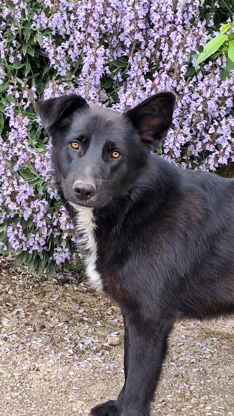 NERONE – 1 anno e mezzo, taglia media
