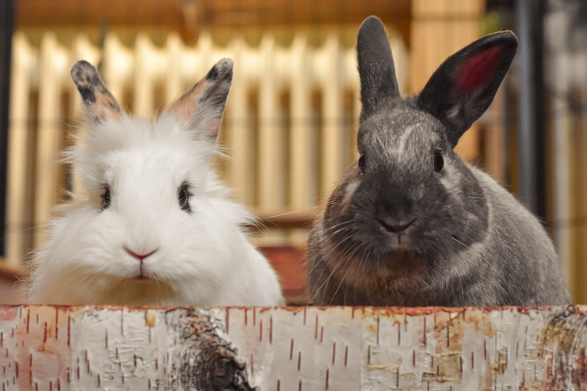 Accessori e Alimenti piccoli animali