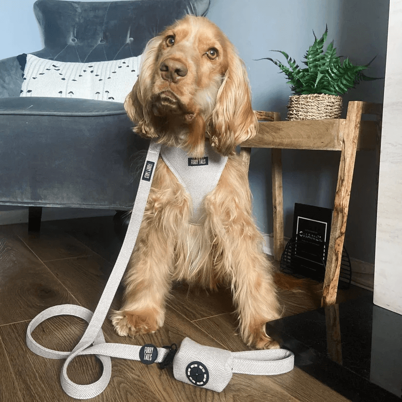 Dog Harness (Full Set) (Coco) – Dog Harness, Dog Collar, Dog Lead, Dog Poo Holder, Dog Bow Tie – by Furry Tails-1