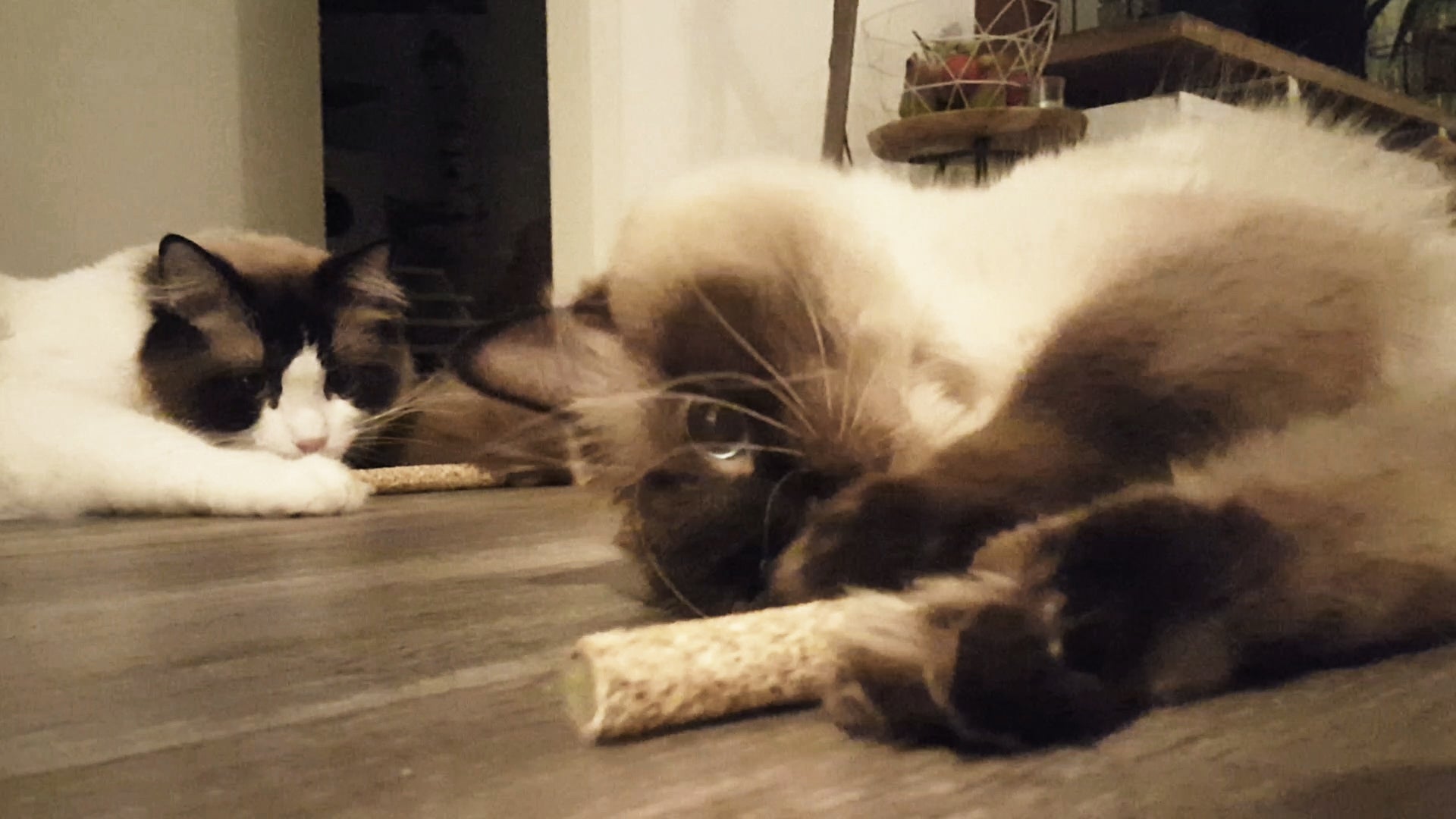 Addicted Candy – Cat Toys with MADNIP (2 pcs / Ø 2.5 cm)
