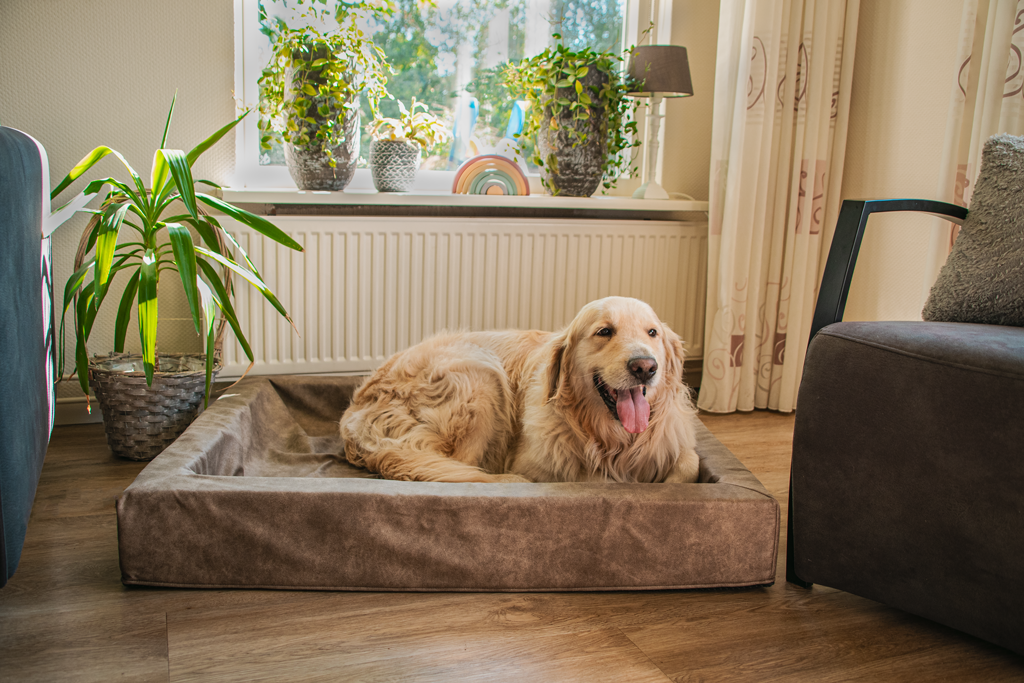 Let's Sleep Comfy Cushion – Cushion with Border for Dogs