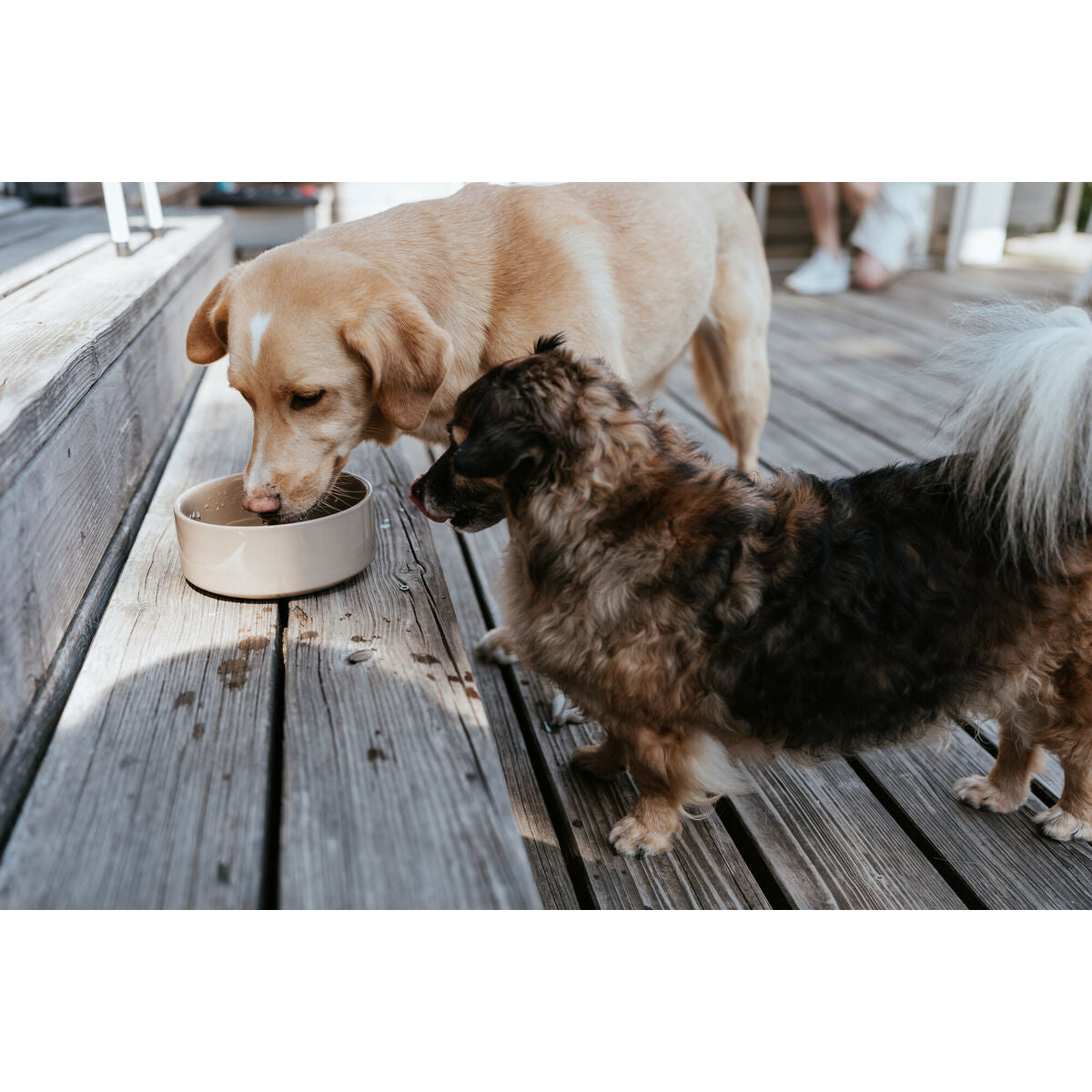 Ciotola Hunter OSBY Beige 350 ml per Cani in Ceramica-1
