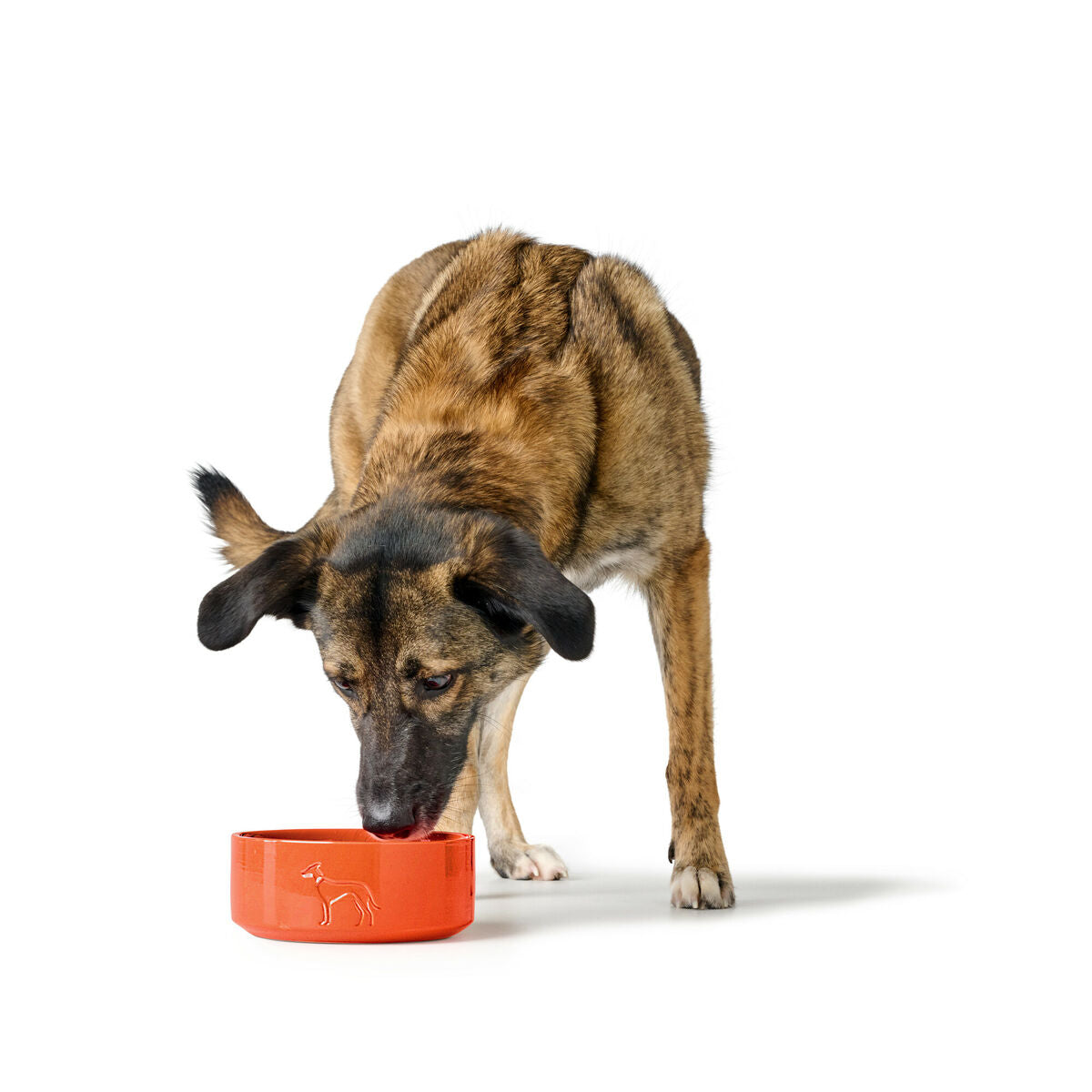 Ciotola Hunter OSBY Arancione 1,1 L per Cani in Ceramica-3