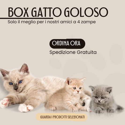 Box Risparmio gatto