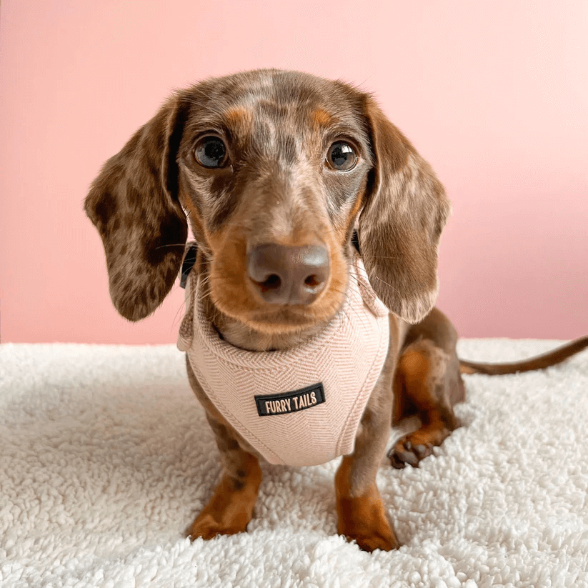 Dog Harness (Full Set) (Peaches) – Dog Harness, Dog Collar, Dog Lead, Dog Poo Holder, Dog Bow Tie – by Furry Tails-1