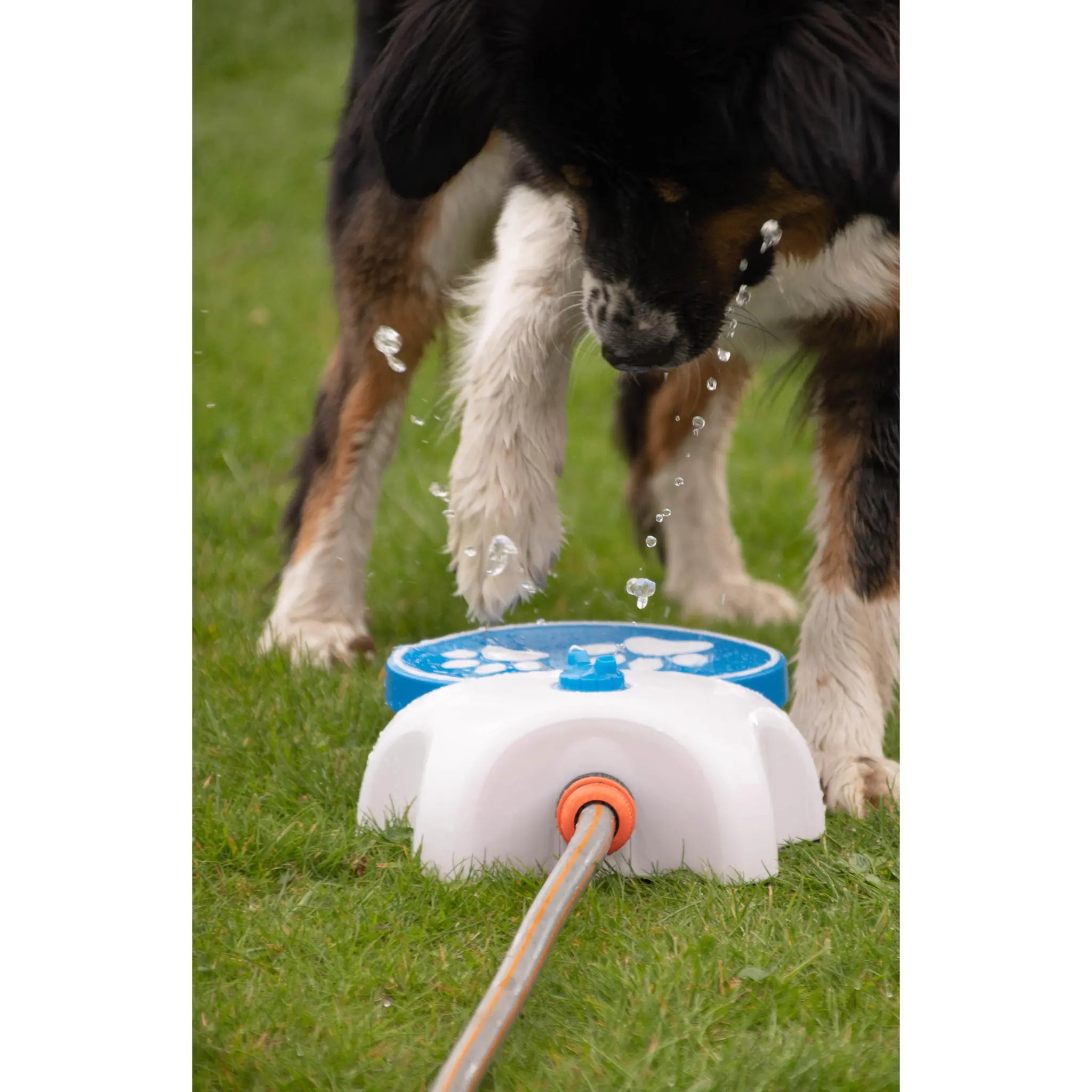 CoolPets – Fuente de jardín interactiva para perros