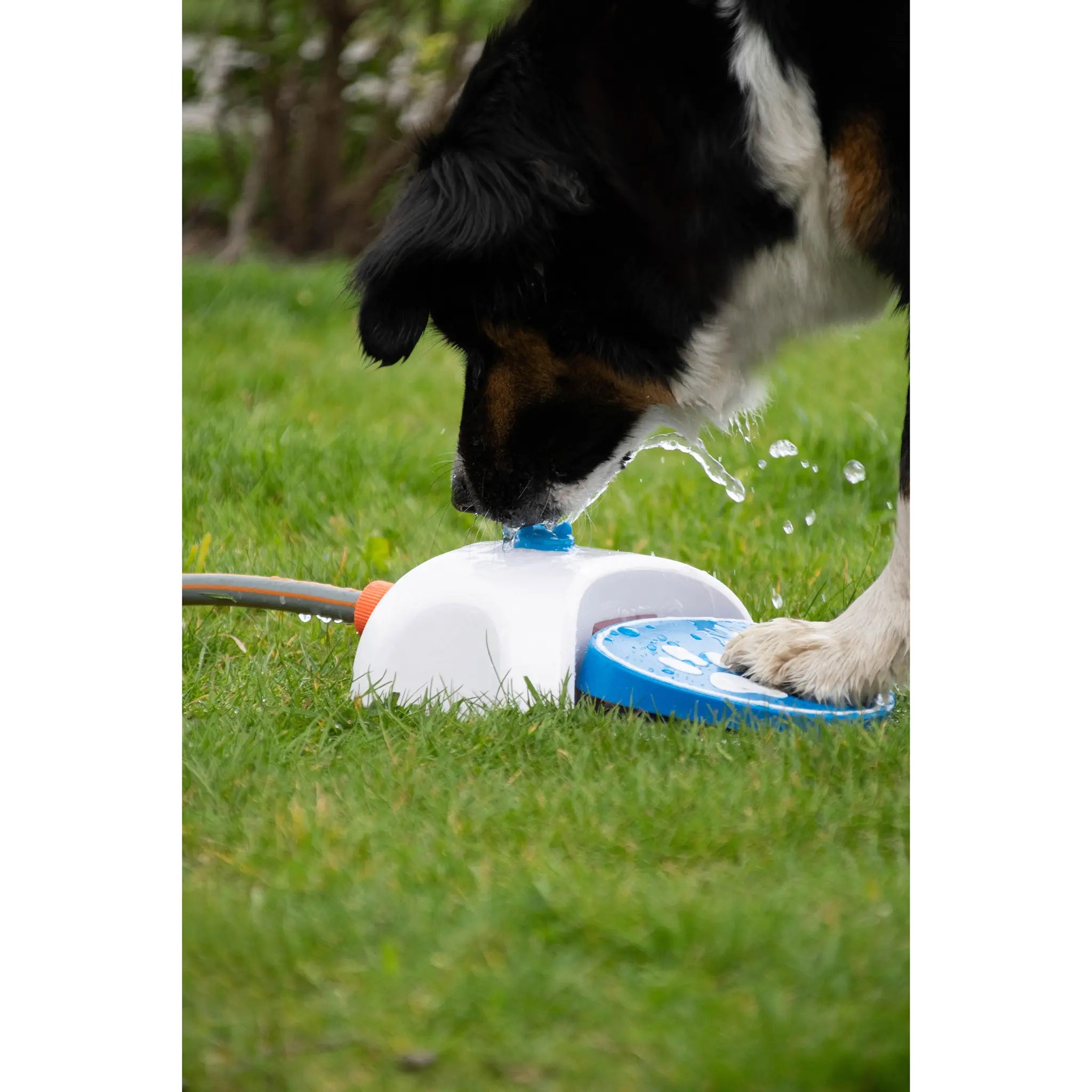 CoolPets – Fuente de jardín interactiva para perros