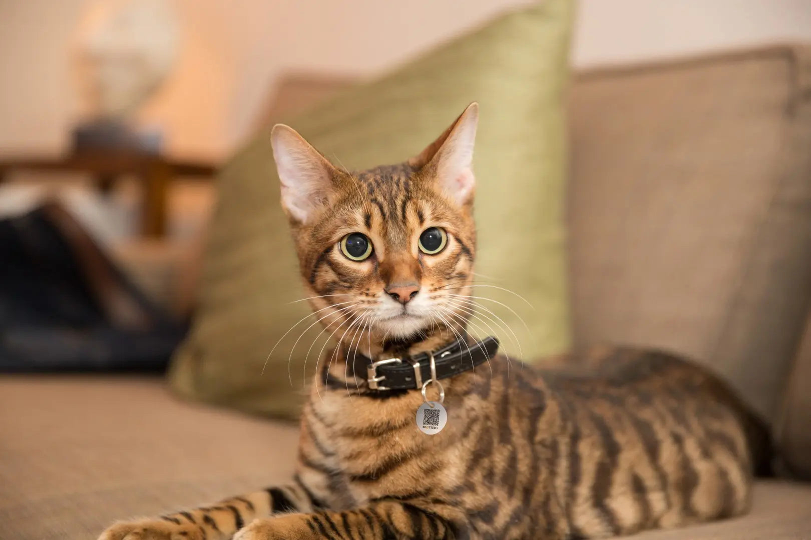 Medaglietta Smart Spotted! Pro per cani e gatti con tecnologia NFC e QR Code integrati.