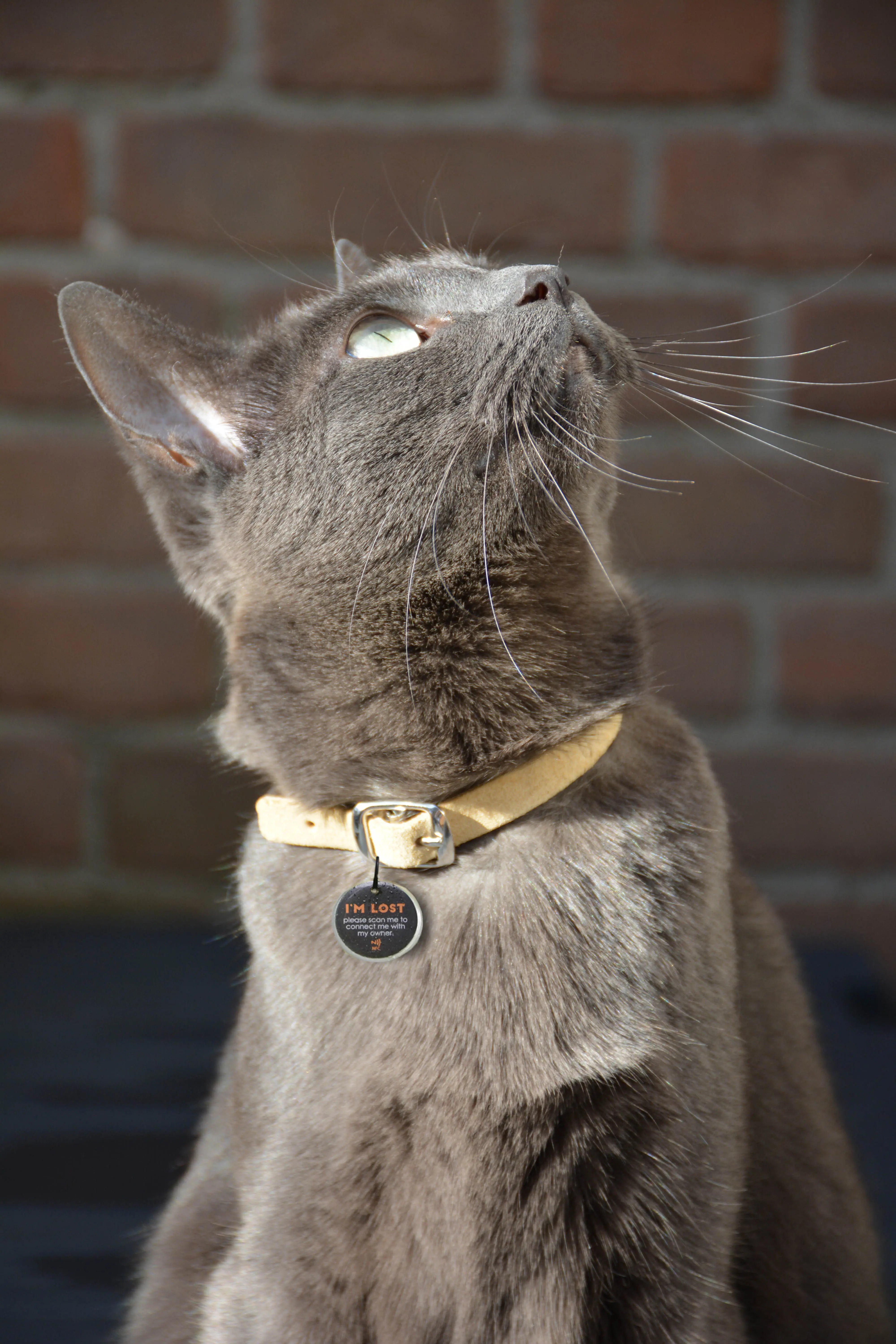 Medaglietta Smart Spotted! Pro per cani e gatti con tecnologia NFC e QR Code integrati.